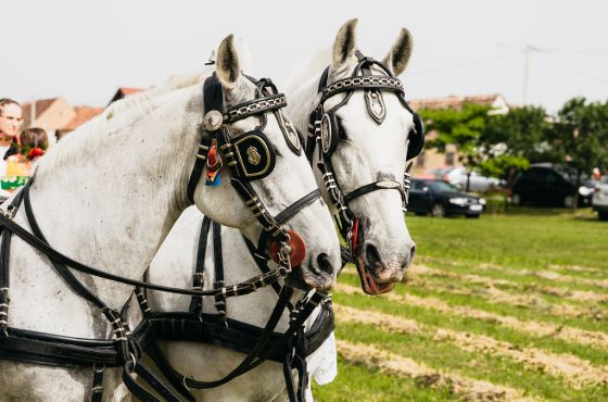 [FOTO galerija] Konji bijelci